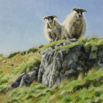 'Overlooked' Scottish Black-faced Sheep on The Campsies