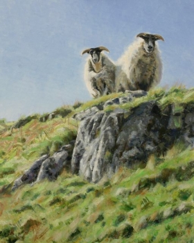 'Overlooked. Scottish Black faced sheep on The Campsies'