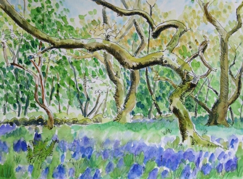 'The Crooked Tree, Fintry Wood'