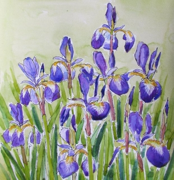 'Iris Sibiricum'