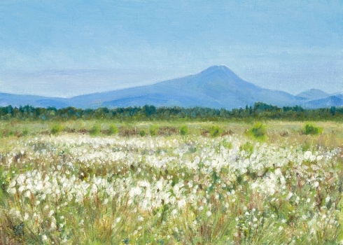 'Cotton Grass at Flanders Moss with Ben Lomond'