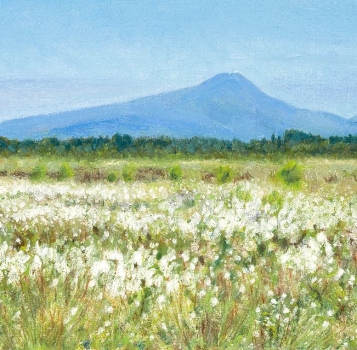 'Cotton Grass at Flanders Moss with Ben Lomond'