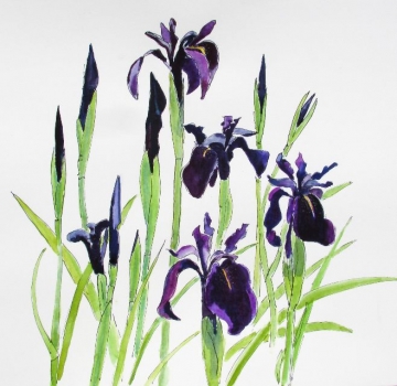 'Black Knight Iris Sibiricum'