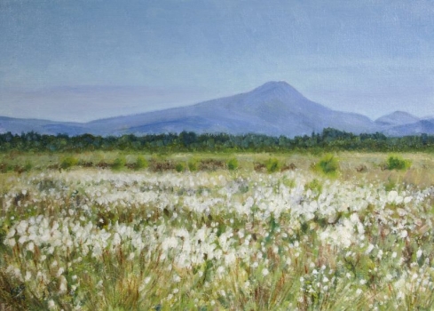 'Cotton Grass at Flanders Moss with Ben Lomond, Summertime'